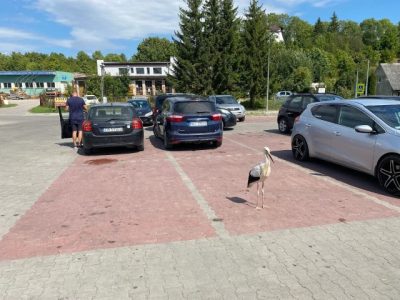 ZUM Juchniewicz S.C. Stacja Kontroli Pojazdów